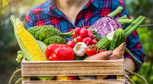 Cesto di verdure di stagione aprile: mais, broccoli, pomodori, aglio, ravanelli, cavolo rosso, cetrioli e patate dolci.
