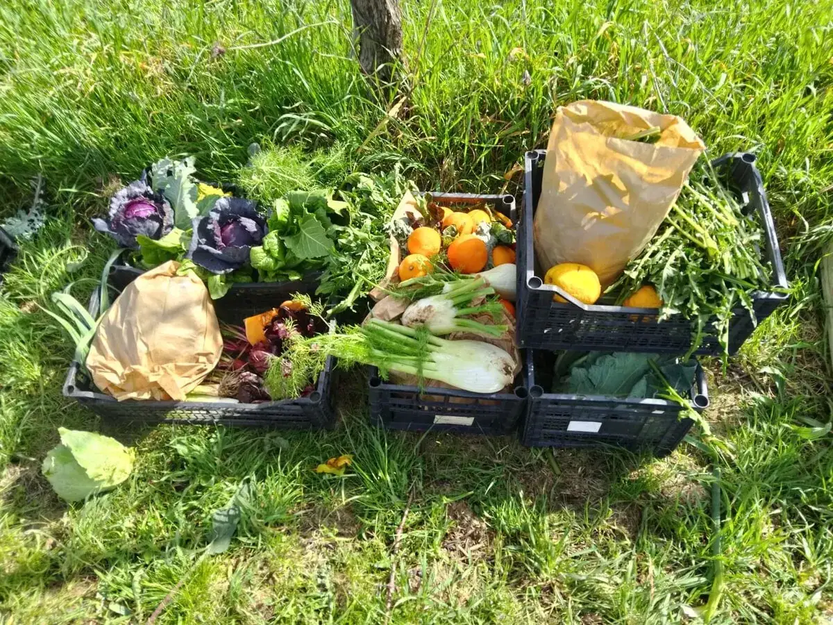 Casse piene di verdure di stagione aprile: cavoli, finocchi, arance e erbe fresche, pronte per essere cucinate.